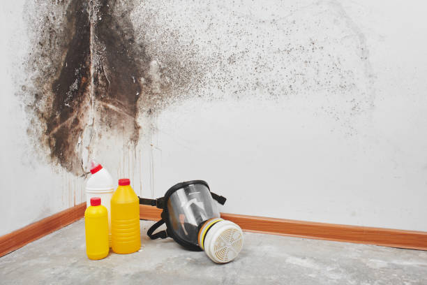 Best White Mold Remediation in Brandywine, MD