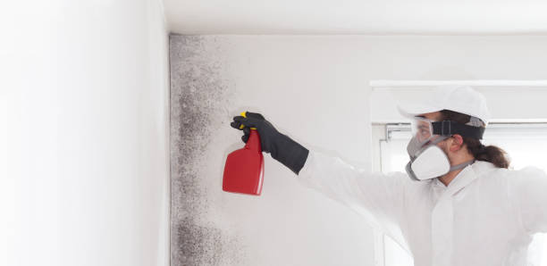 Best Kitchen Mold Remediation in Brandywine, MD