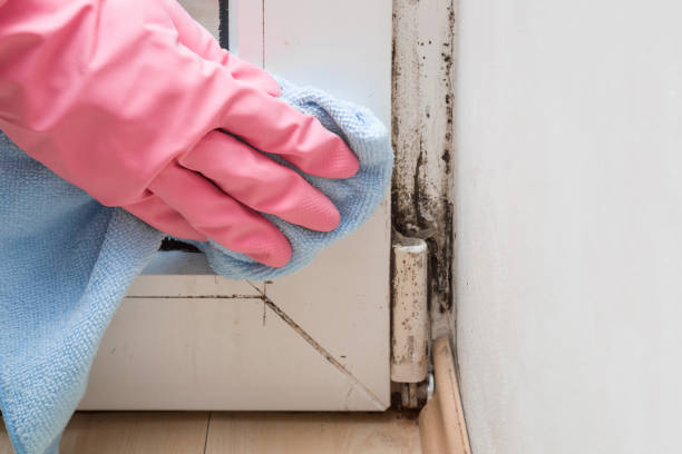 Best Bathroom Mold Remediation in Brandywine, MD